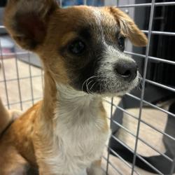 Shelter Stray Female Dog last seen , 361 S Raymond Ave, Pasadena, CA 91105, USA