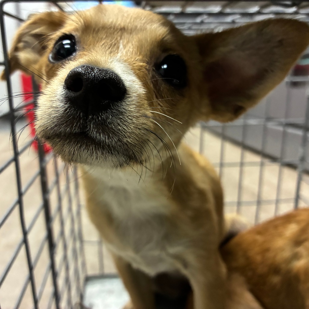 Shelter Stray Female Dog last seen , 361 S Raymond Ave, Pasadena, CA 91105, USA