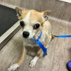 Shelter Stray Male Dog last seen , 361 S Raymond Ave, Pasadena, CA 91105, USA