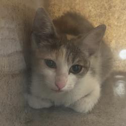 Shelter Stray Female Cat last seen , Animal Care & Control Team of Philly, 111 W Hunting Park Ave, Philadelphia, PA 19140, USA
