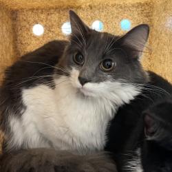 Shelter Stray Unknown Cat last seen , Animal Care & Control Team of Philly, 111 W Hunting Park Ave, Philadelphia, PA 19140, USA