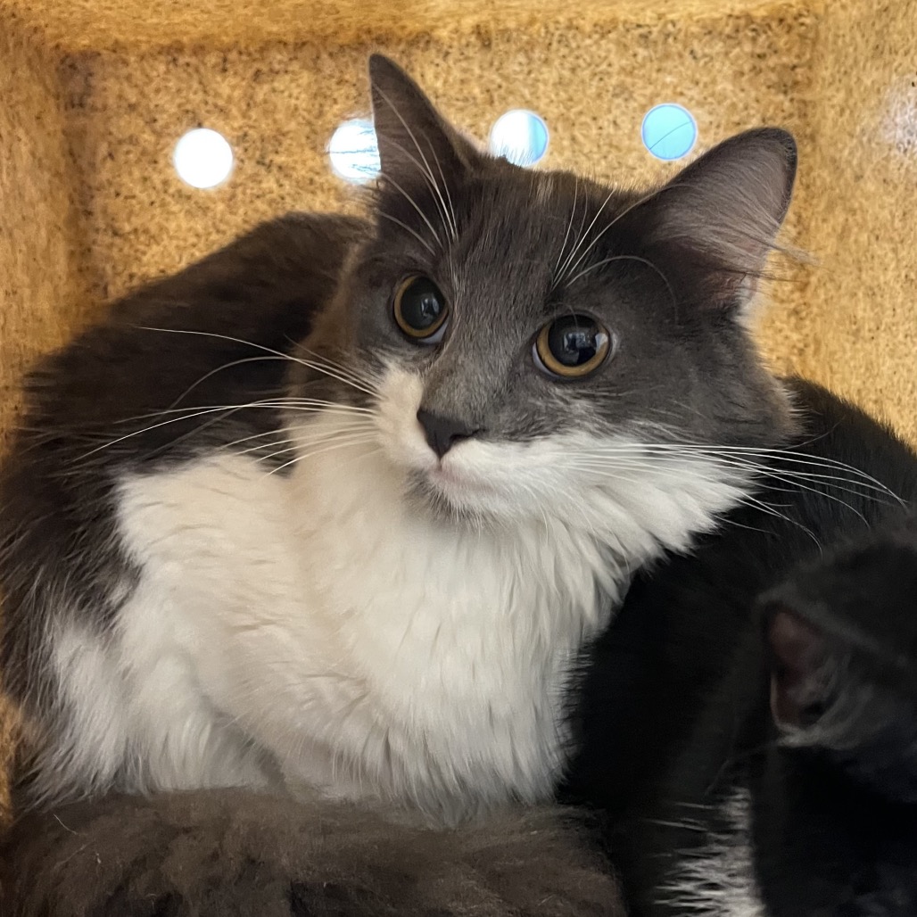 Shelter Stray Unknown Cat last seen , Animal Care & Control Team of Philly, 111 W Hunting Park Ave, Philadelphia, PA 19140, USA