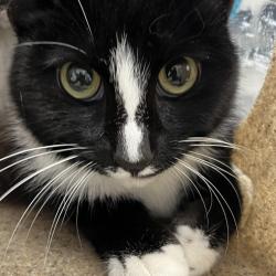 Shelter Stray Unknown Cat last seen , Animal Care & Control Team of Philly, 111 W Hunting Park Ave, Philadelphia, PA 19140, USA