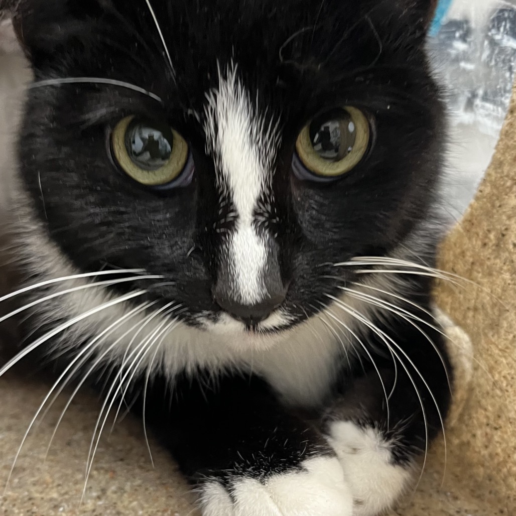 Shelter Stray Unknown Cat last seen , Animal Care & Control Team of Philly, 111 W Hunting Park Ave, Philadelphia, PA 19140, USA