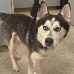 Shelter Stray Male Dog last seen , 8464 Beach Blvd, Jacksonville, FL 32216, USA