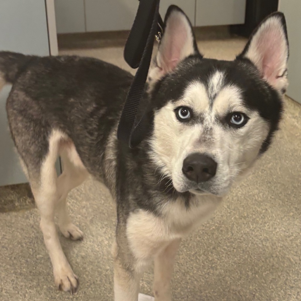 Shelter Stray Male Dog last seen , 8464 Beach Blvd, Jacksonville, FL 32216, USA