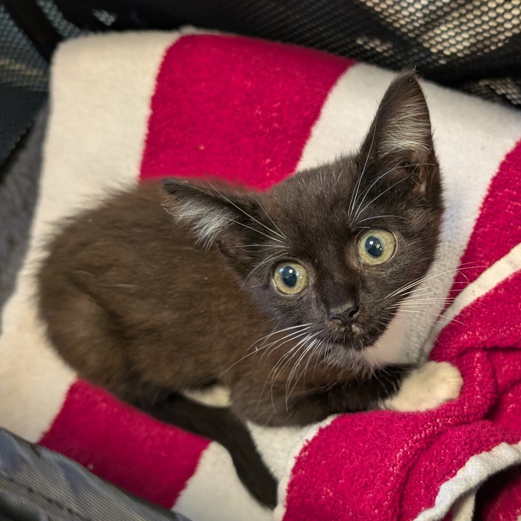 Shelter Stray Female Cat last seen , 980 Guilford College Rd, Greensboro, NC 27409, USA