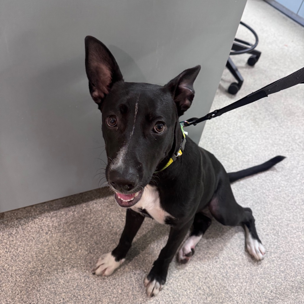 Shelter Stray Female Dog last seen , 8464 Beach Blvd, Jacksonville, FL 32216, USA