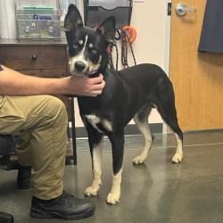 Shelter Stray Male Dog last seen , 3100 Deats Rd, Dickinson, TX 77539, USA