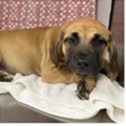 Shelter Stray Male Dog last seen , 3607 N Armenia Ave, Tampa, FL 33607, USA
