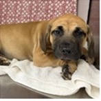 Shelter Stray Male Dog last seen , 3607 N Armenia Ave, Tampa, FL 33607, USA