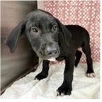 Shelter Stray Male Dog last seen , 3607 N Armenia Ave, Tampa, FL 33607, USA