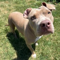 Shelter Stray Female Dog last seen , 3428 S Jenkins Ave, Norman, OK 73072, USA