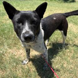 Shelter Stray Female Dog last seen , 3428 S Jenkins Ave, Norman, OK 73072, USA