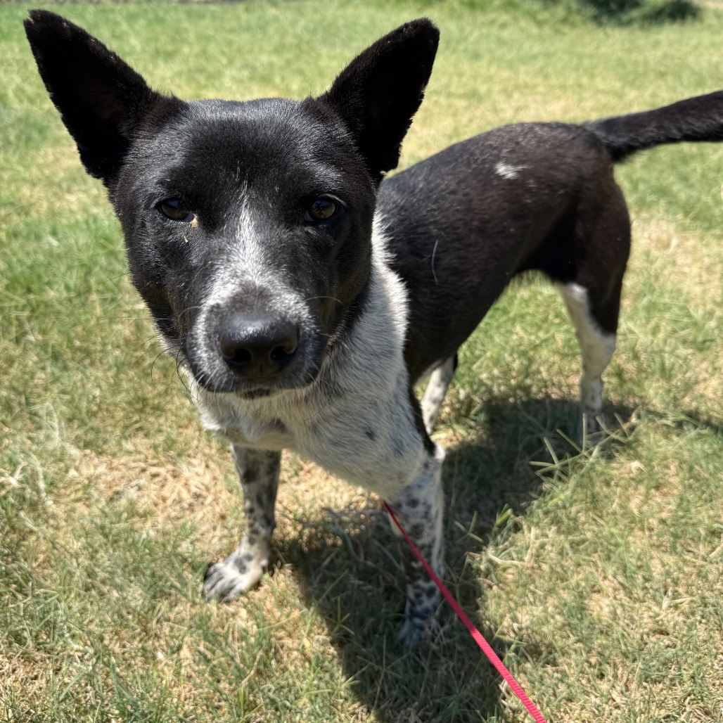 Shelter Stray Female Dog last seen , 3428 S Jenkins Ave, Norman, OK 73072, USA
