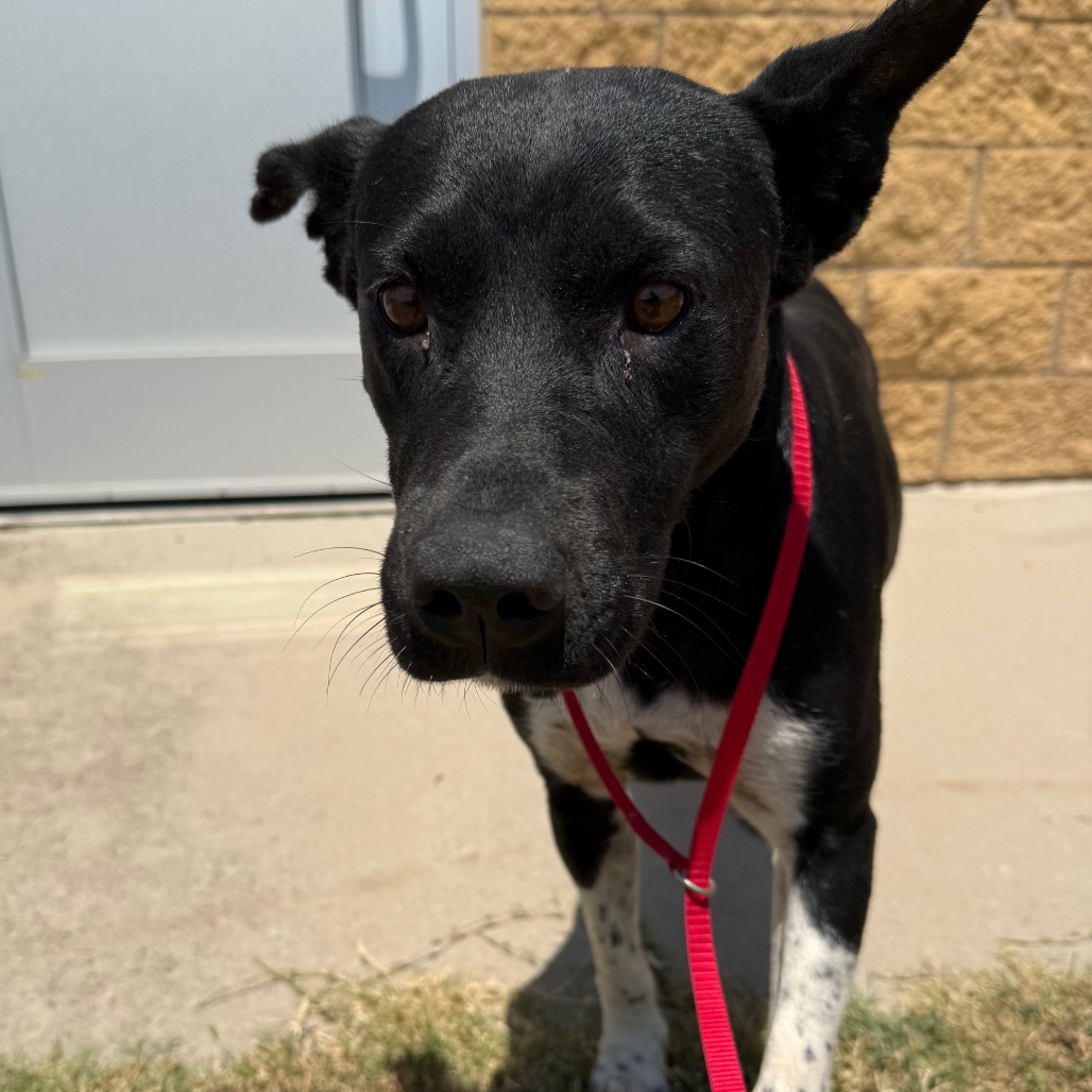 Shelter Stray Unknown Dog last seen , 3428 S Jenkins Ave, Norman, OK 73072, USA