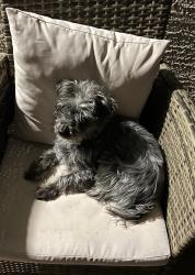 Lost Male Dog last seen Cactus and Dean Martin, Las Vegas, NV 89141