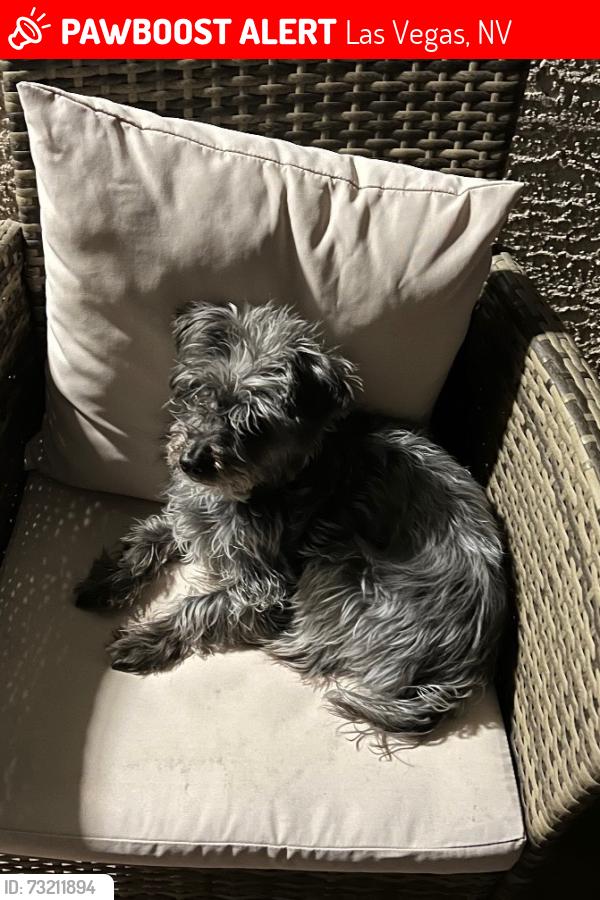 Lost Male Dog last seen Cactus and Dean Martin, Las Vegas, NV 89141