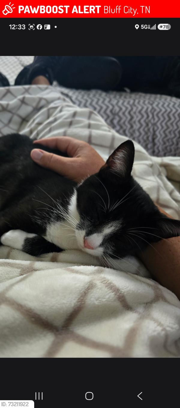 Lost Female Cat last seen Hwy 19e near storage unit and she'll station, Bluff City, TN 37618