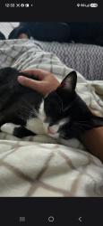 Lost Female Cat last seen Hwy 19e near storage unit and she'll station, Bluff City, TN 37618
