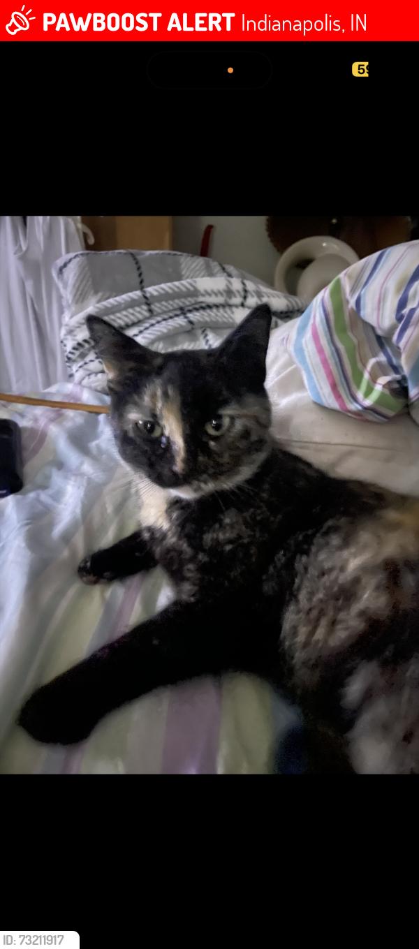 Lost Female Cat last seen Franklin and southeastern Ave., Indianapolis, IN 46239