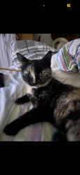 Lost Female Cat last seen Franklin and southeastern Ave., Indianapolis, IN 46239