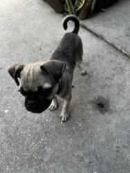 Reunited Male Dog last seen Cherrywood and Walnut, Tustin, CA 92780