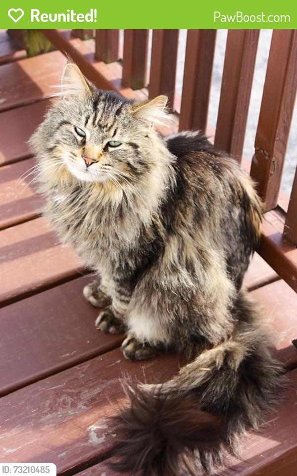 Reunited Male Cat last seen Eastman Ave., Green Bay, Green Bay, WI 54302