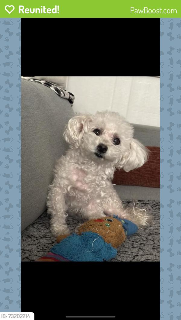 Reunited Female Dog last seen Near W 216th St, Torrance, CA 90501, USA, Torrance, CA 90501