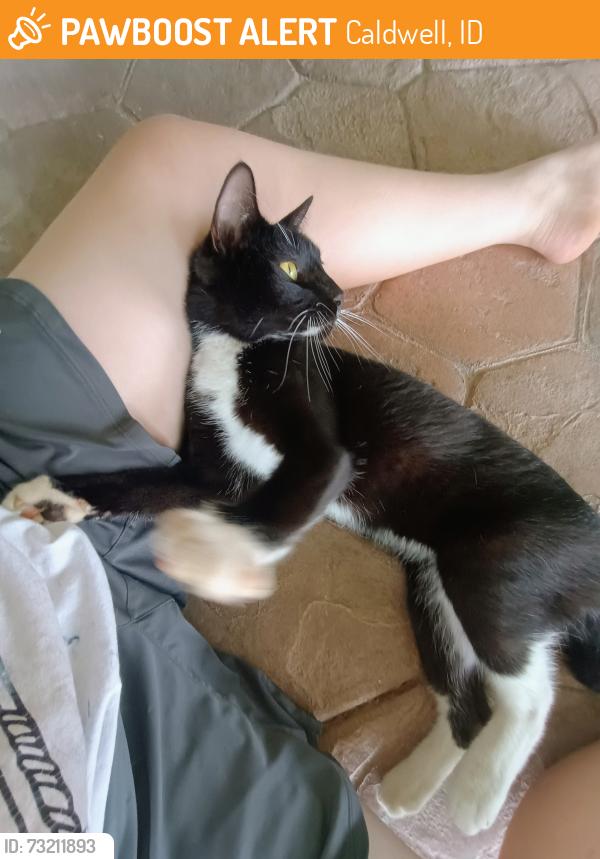 Found/Stray Male Cat last seen Orchard Ave & Indiana, Near Mallard Park., Caldwell, ID 83607