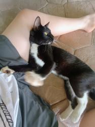 Found/Stray Male Cat last seen Orchard Ave & Indiana, Near Mallard Park., Caldwell, ID 83607