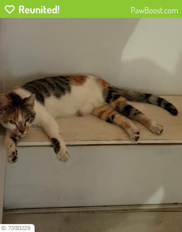 Reunited Female Cat last seen Near Norfleet and 54th Terrace in Kansas City, Kansas City, MO 64133