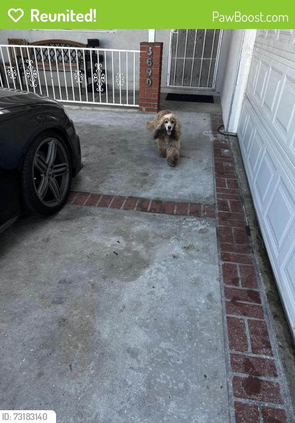 Reunited Unknown Dog last seen Elford and Yoder, Whittier, CA 90601
