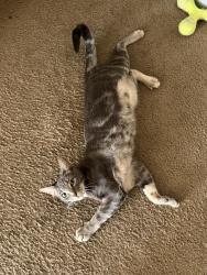 Lost Female Cat last seen Near Alderwood apmt by dollar tree, San Leandro, CA 94577
