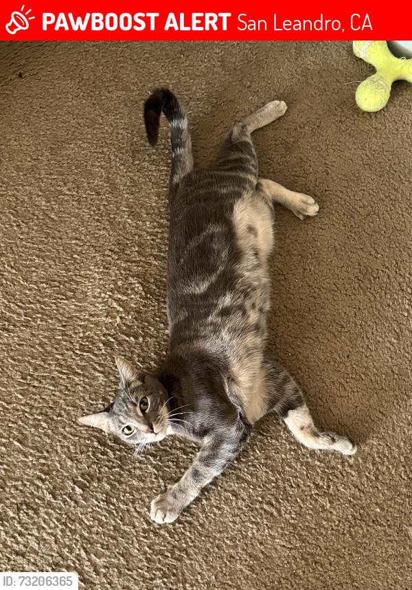Lost Female Cat last seen Near Alderwood apmt by dollar tree, San Leandro, CA 94577