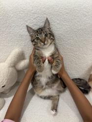 Lost Female Cat last seen Emerald street and Marianne Way, MOUNT WAVERLY, Mount Waverley, VIC 3149