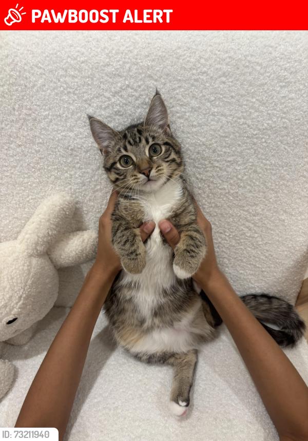 Lost Female Cat last seen Emerald street and Marianne Way, MOUNT WAVERLY, Mount Waverley, VIC 3149