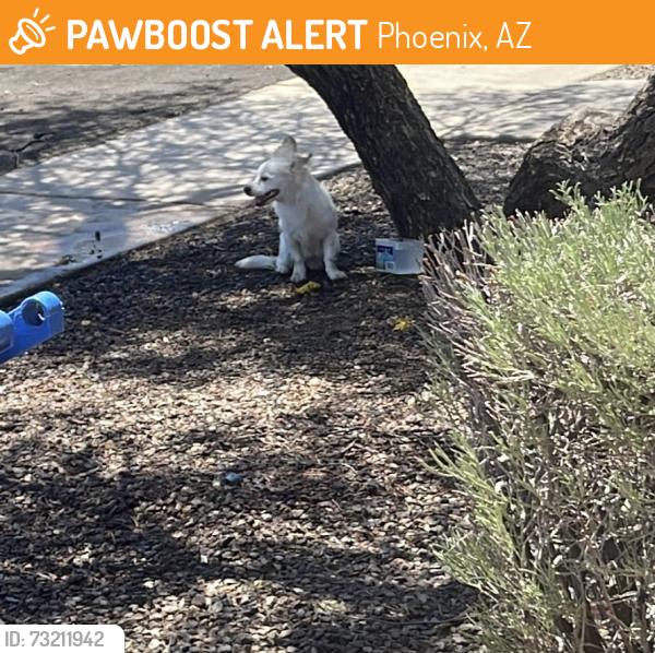 Found/Stray Female Dog last seen 67th Ave Clarendon, Phoenix, AZ 85033