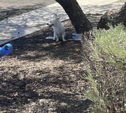 Found/Stray Female Dog last seen 67th Ave Clarendon, Phoenix, AZ 85033