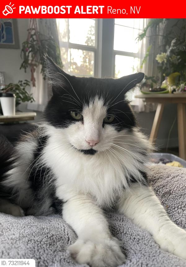 Lost Male Cat last seen Arlington and Plumb, Reno, NV 89509
