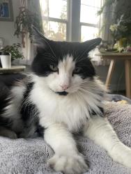 Lost Male Cat last seen Arlington and Plumb, Reno, NV 89509