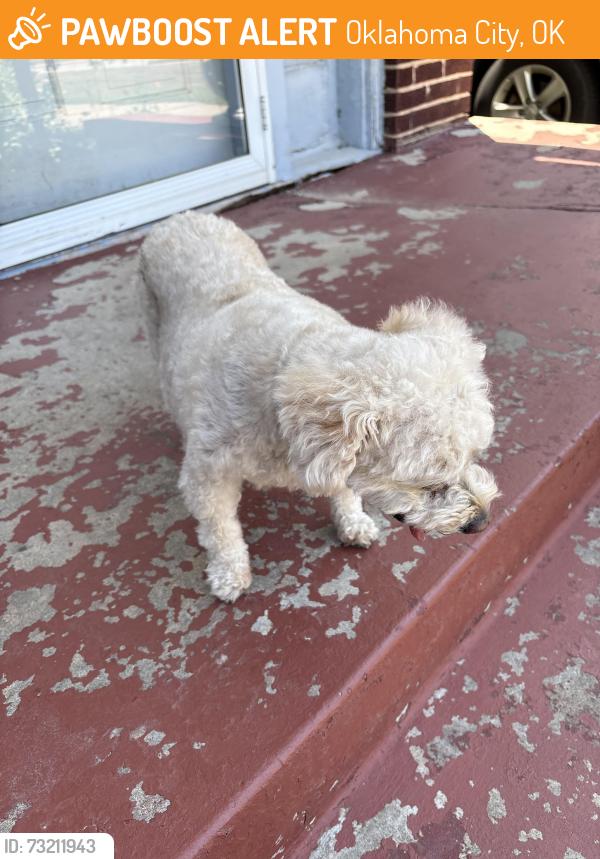 Found/Stray Female Dog last seen 20th and may ave. Okc, Oklahoma City, OK 73107