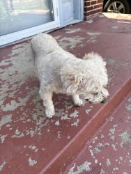 Found/Stray Female Dog last seen 20th and may ave. Okc, Oklahoma City, OK 73107