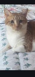 Lost Male Cat last seen Whittier dr, Cuba hill rd, Greenlawn, NY 11740