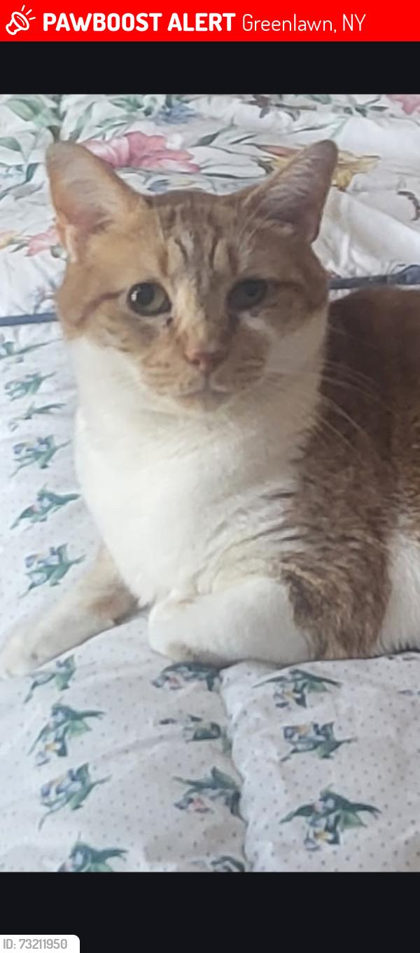 Lost Male Cat last seen Whittier dr, Cuba hill rd, Greenlawn, NY 11740