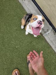 Reunited Female Dog last seen Corner of 28th and Moore Street, Philadelphia, PA 19145