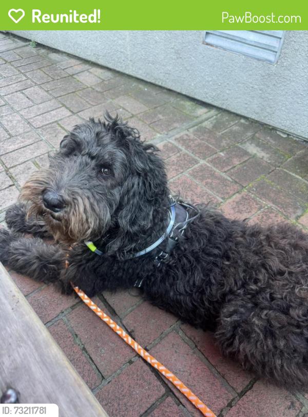 Reunited Female Dog last seen Gilman and Stannage, Albany, CA 94706