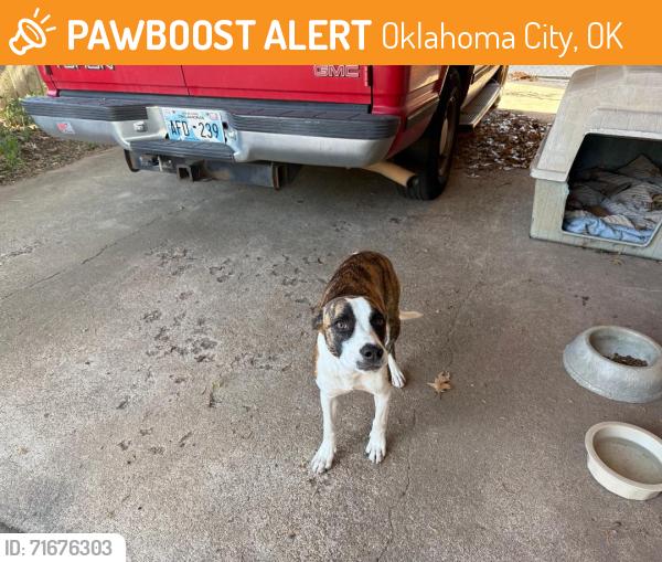 Found/Stray Female Dog last seen S.W. 52nd & S. Shartel Ave. John Neil addition, Oklahoma City, OK 73109