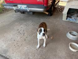 Found/Stray Female Dog last seen S.W. 52nd & S. Shartel Ave. John Neil addition, Oklahoma City, OK 73109