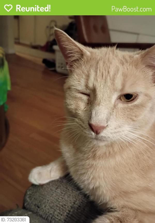 Reunited Male Cat last seen Belmont theater, York, PA 17403